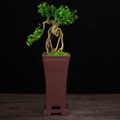 Ceramic Zisha Orchid Pots Indoor Elegant - Gardening Land