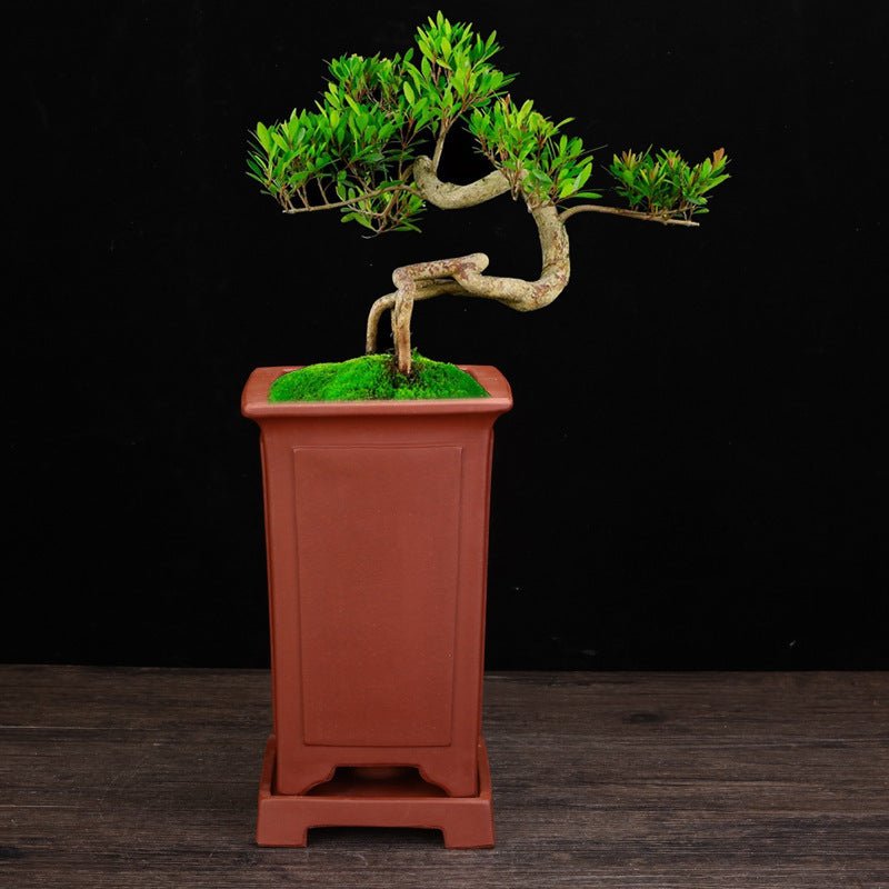 Ceramic Zisha Orchid Pots Indoor Elegant - Gardening Land