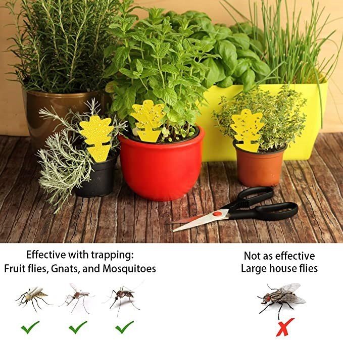 Double - sided waterproof sticky pest control board - Gardening Land