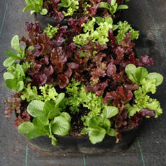 Felt Vegetable Plant Grow Bags Indoor And Outdoor Garden Seedlings - Gardening Land