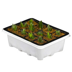 Plastic Nursery Pots Succulent Plant Seeds Germination Tray - Gardening Land