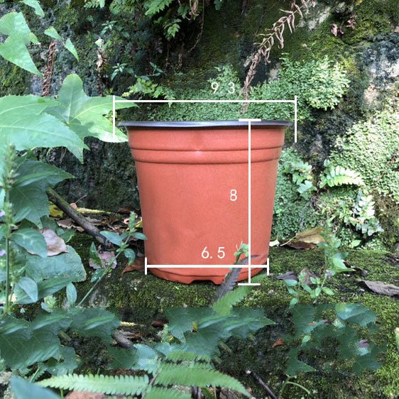 Plastic two - color nursery pots - Gardening Land