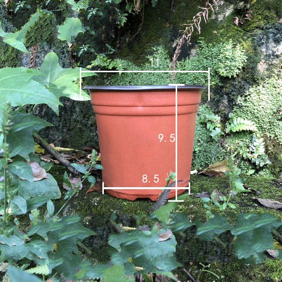 Plastic two - color nursery pots - Gardening Land