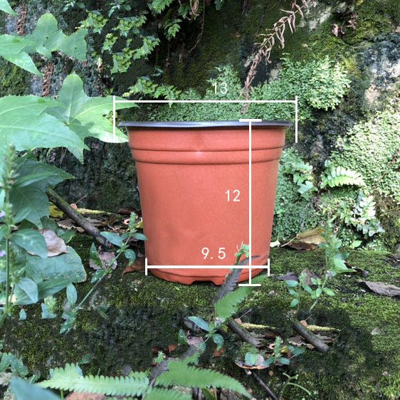 Plastic two - color nursery pots - Gardening Land