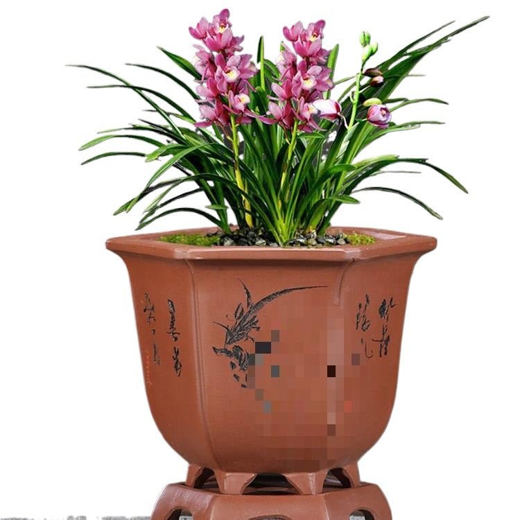 Purple Sand Orchid Pots With Tray - Gardening Land