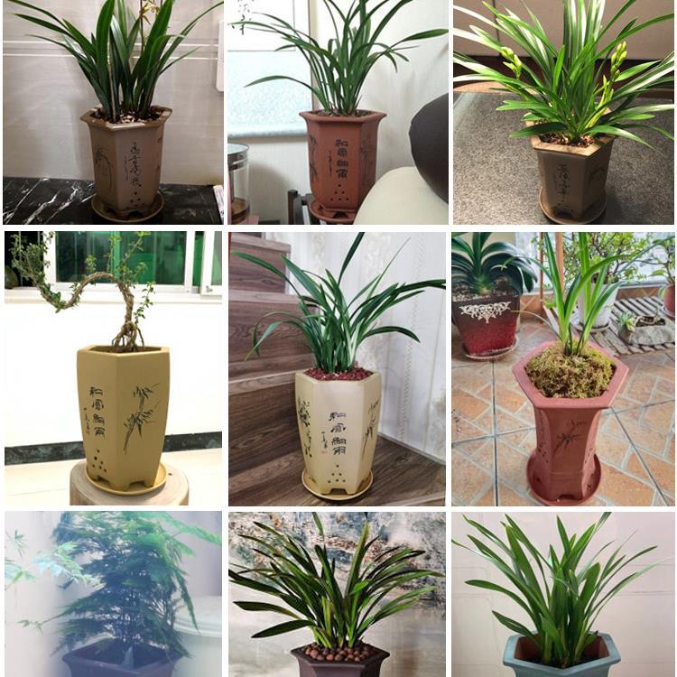 Purple Sand Orchid Pots With Tray - Gardening Land