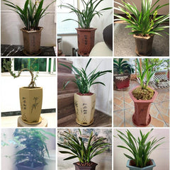 Purple Sand Orchid Pots With Tray - Gardening Land