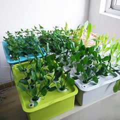 24 Holes Plant Site Hydroponic Kit Garden Pots Planters Seed - Gardening Land